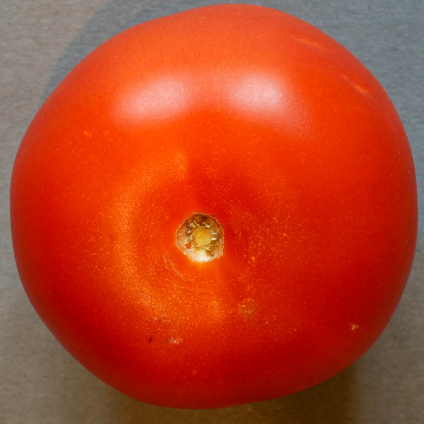 Francis Drake Bowls Club, Hilly Fields, Brockley, SE4 1QE. Tomato