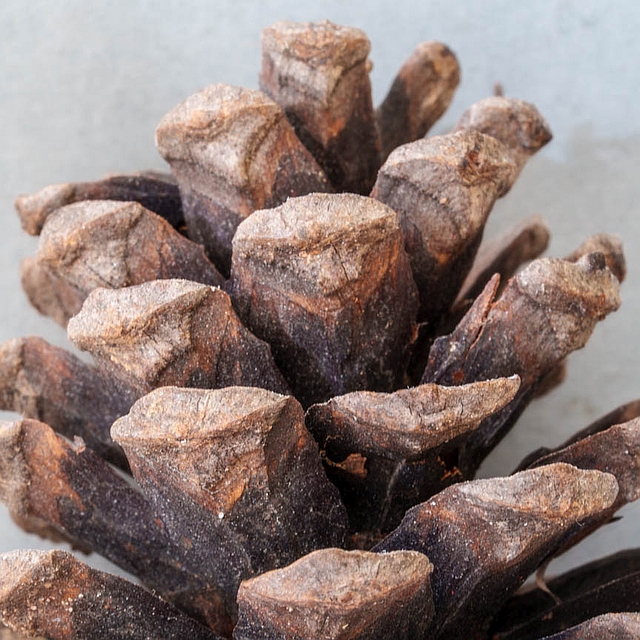 Francis Drake Bowls Club, Hilly Fields, Brockley, SE4 1QE. Fir Cone